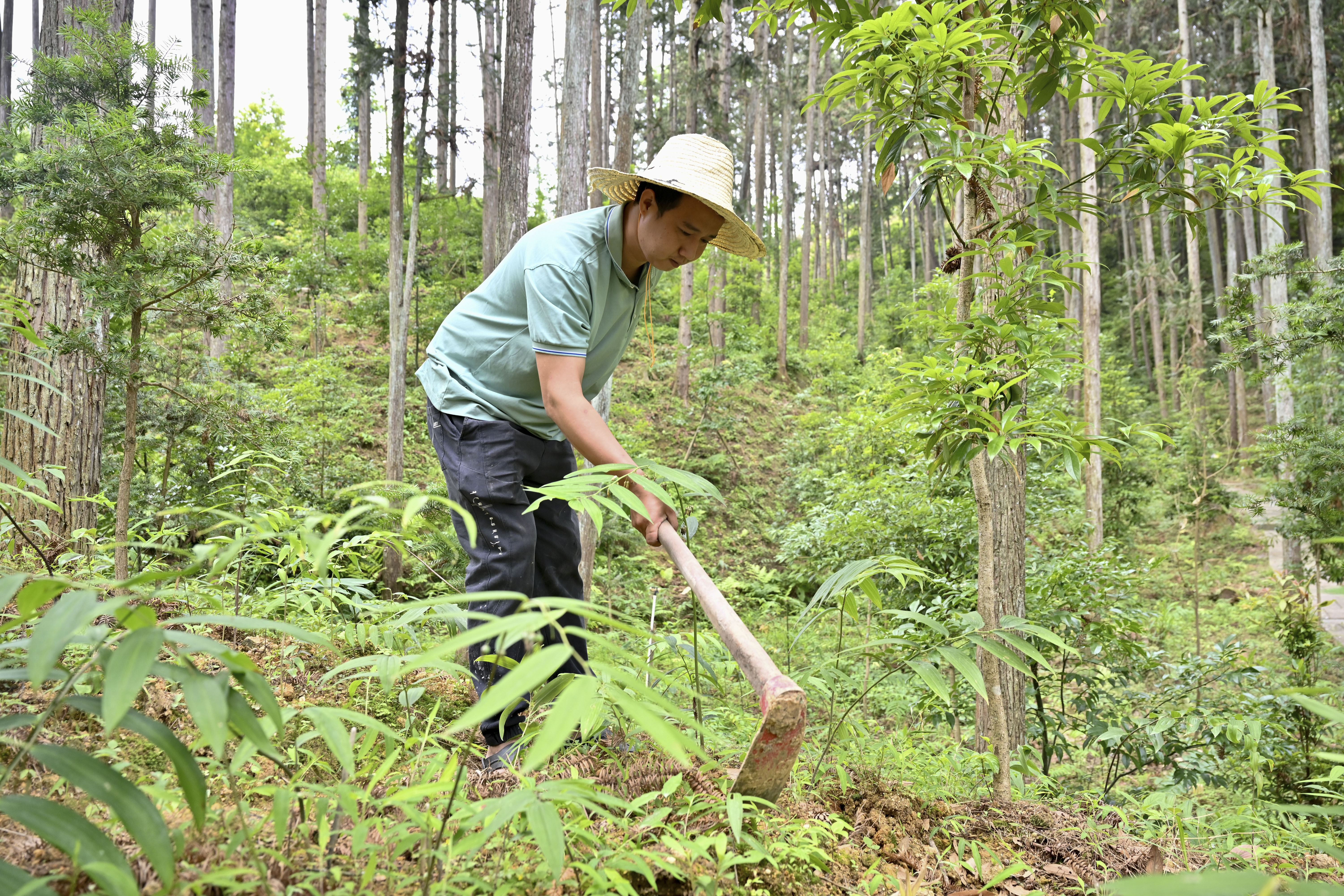 2024年5月9日，福建省三明市馬巖林下經(jīng)濟(jì)種植示范基地工人在管理林下種植的多花黃精。