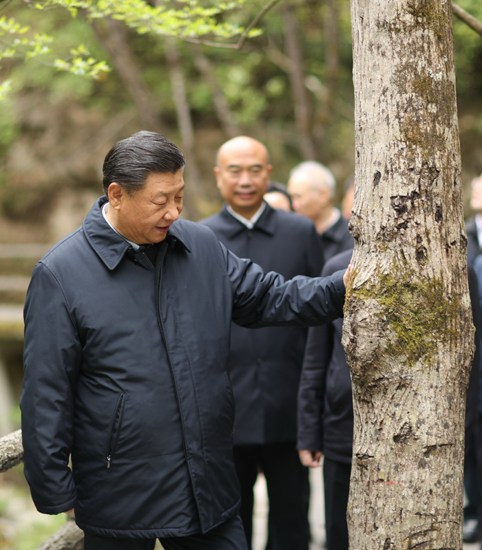 　2020年4月，習近平總書記來到位于商洛市柞水縣的秦嶺牛背梁國家級自然保護區(qū)，考察秦嶺生態(tài)保護情況。新華社記者 鞠鵬 攝