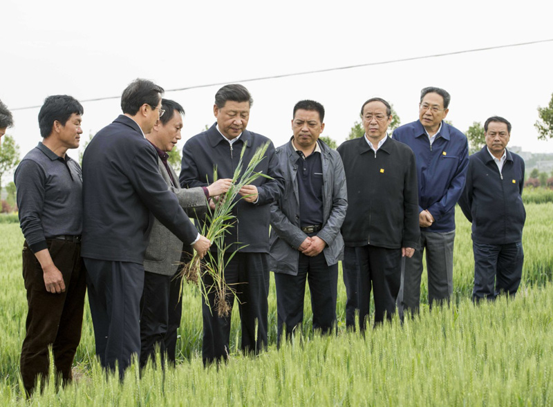 2016年4月25日下午，習(xí)近平在安徽滁州市鳳陽(yáng)縣小崗村察看小麥長(zhǎng)勢(shì)。左一為種糧大戶程夕兵。新華社記者 李學(xué)仁 攝