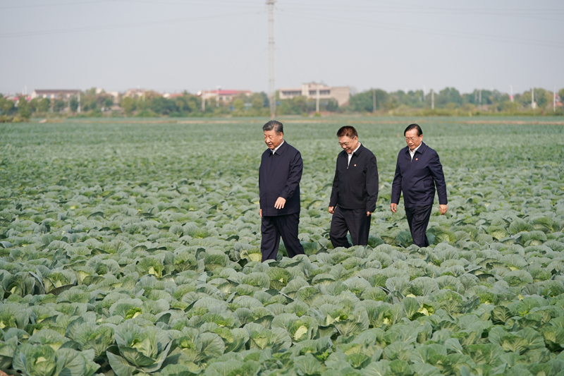2024年11月5日，習(xí)近平總書記在湖北嘉魚潘家灣鎮(zhèn)十里蔬菜長(zhǎng)廊考察。