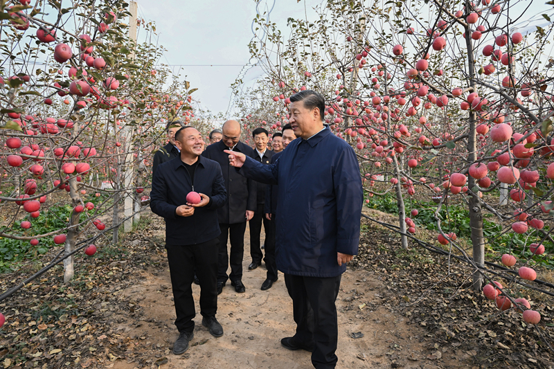2022年10月26日，習(xí)近平總書記在陜西省延安市安塞區(qū)高橋鎮(zhèn)南溝村的蘋果園里同老鄉(xiāng)們親切交流。