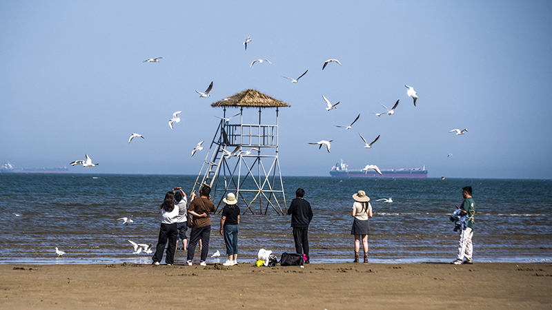 2024年5月12日，河北秦皇島，北戴河鴿子窩公園成群海鷗在天空中自由翱翔，與大海、藍(lán)天構(gòu)成了一幅美麗的畫卷。