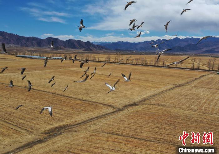 圖為黑頸鶴在拉薩市林周縣境內(nèi)飛翔?！∝暩聛硭?攝