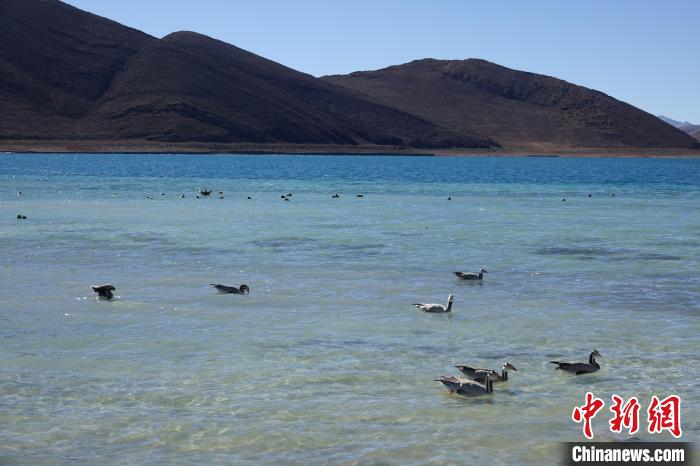圖為過冬的候鳥在羊湖游弋?！∪轿木?攝