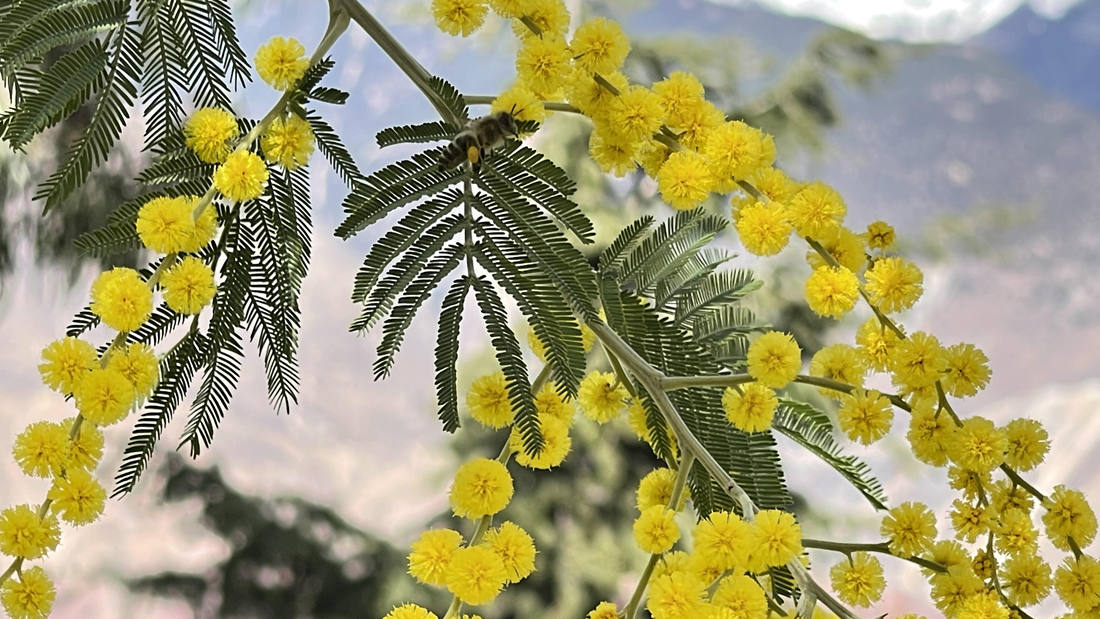 蜜蜂在金合歡花枝上休憩。