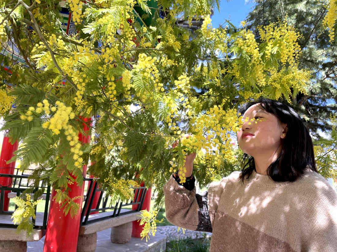 游客仔細(xì)觀賞黃絨絨的金合歡花。