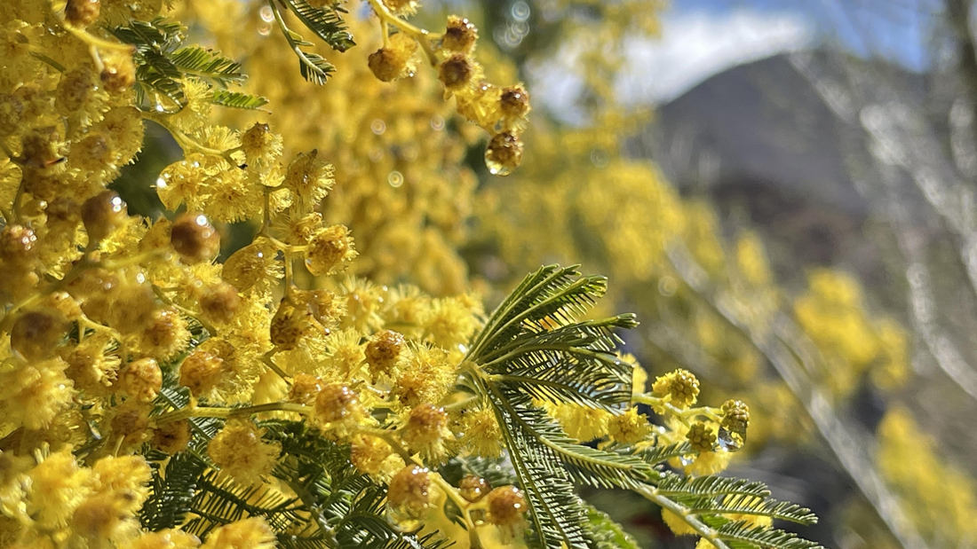 清晨帶著露珠的金合歡花。