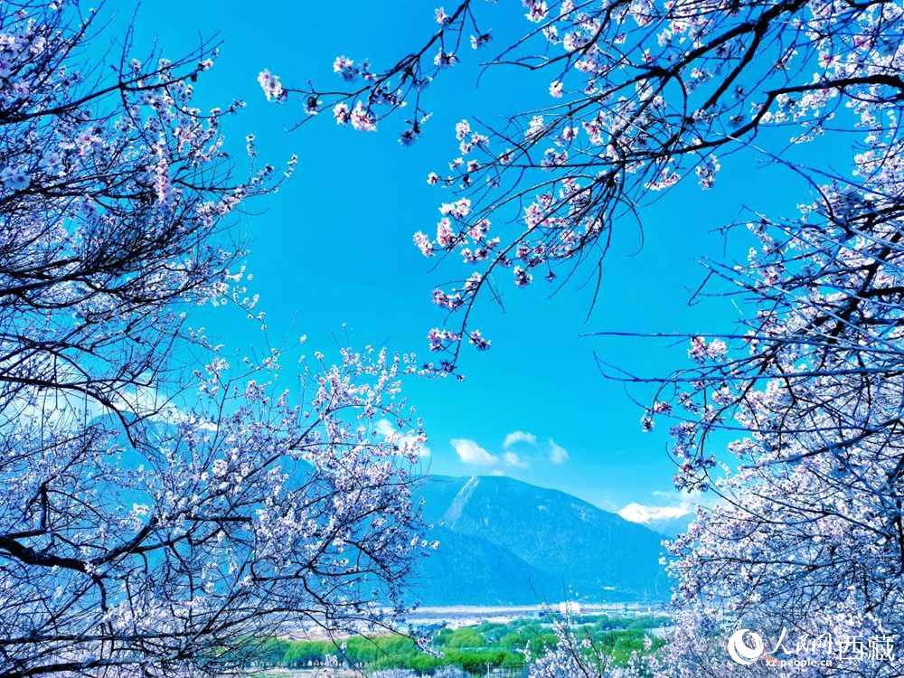 桃花在藍天白云的映襯下分外好看。人民網(wǎng) 李海霞攝