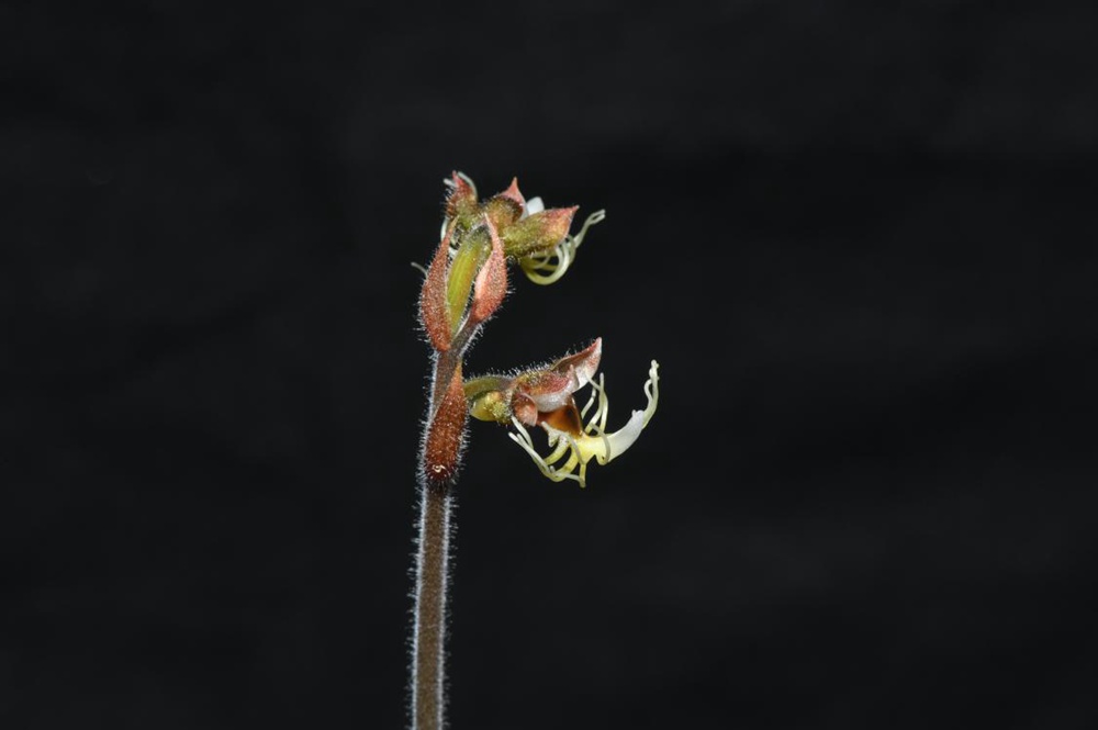 墨脫金線蘭。金效華攝