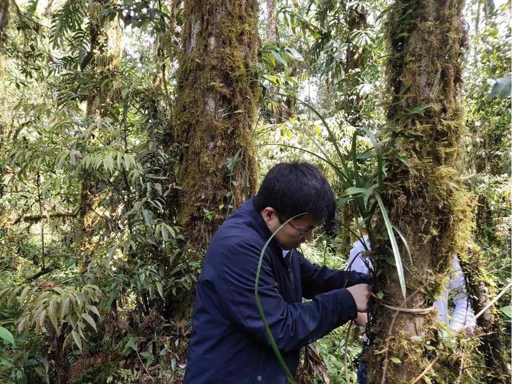 蘭花歸野。圖片由山水自然保護(hù)中心提供