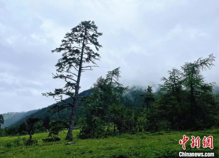 6月10日，魯朗小鎮(zhèn)高山牧場景區(qū)風光?！∪轿木?攝