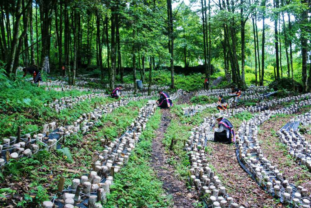 木耳種植基地。次仁央宗攝
