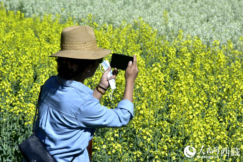 大片油菜花吸引游客到來。人民網(wǎng) 李海霞攝