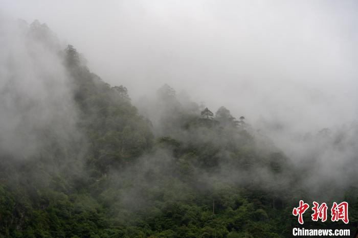 雨后勒布溝的云霧?！〗w波 攝
