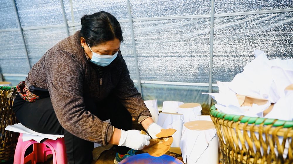 采收靈芝孢子粉。
