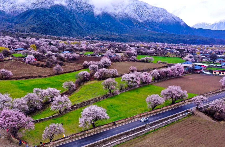 波密縣傾多鎮(zhèn)如納村盛開的桃花。徐馭堯攝