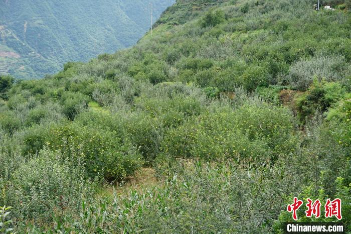 黃草坪村蘋果基地?！∽g 攝