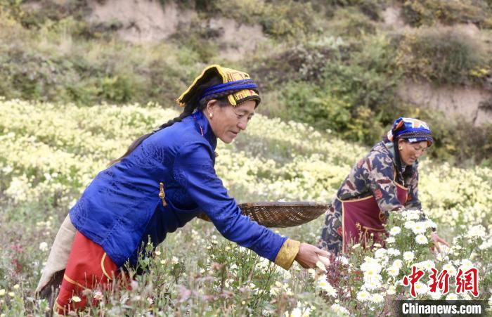 黑水村民在采摘杭白菊。桐鄉(xiāng)市宣傳部提供