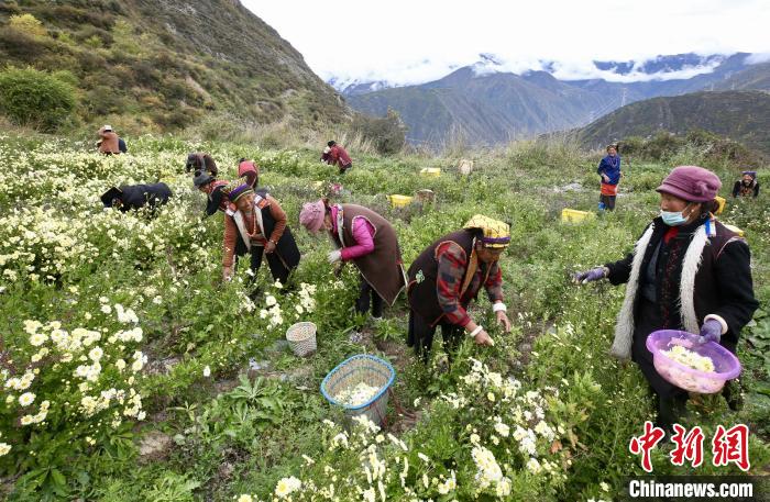 “落戶”黑水的杭白菊。桐鄉(xiāng)市宣傳部提供