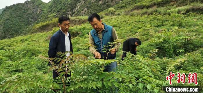 圖為張金利調(diào)研適合阿拉村種植的農(nóng)作物，經(jīng)過不斷改良技術(shù)后，產(chǎn)量大大提高。(資料圖)甘肅省水利廳供圖