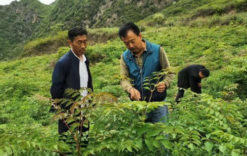 圖為張金利調研適合阿拉村種植的農作物，經過不斷改良技術后，產量大大提高。(資料圖)甘肅省水利廳供圖