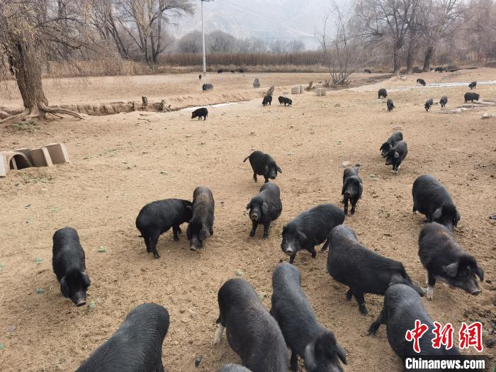 圖為藏香豬?！∑钤鲚?攝