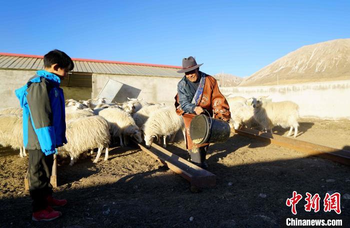 圖為哇保和孫子正在喂羊。　才項(xiàng)什姐 攝
