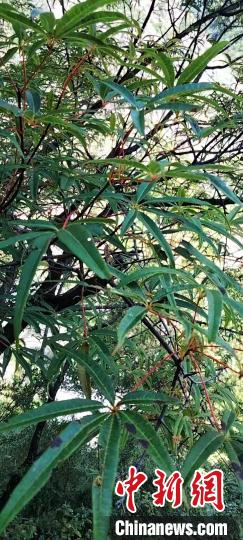 被稱為植物界“大熊貓”的五小葉槭植物。　康定市委宣傳部供圖
