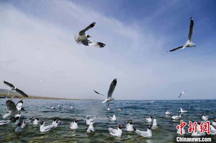 圖為水鳥在青海湖飛翔?！●R銘言 攝