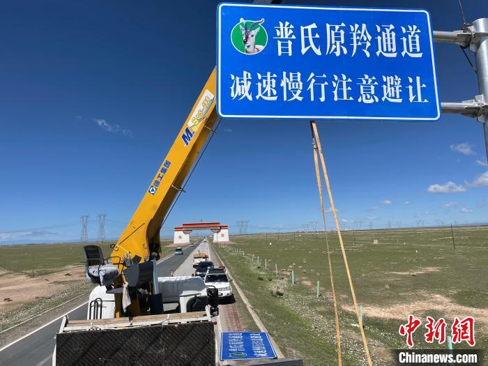 圖為青海省海北州剛察縣設(shè)立的普氏原羚通道警示牌?！∏嗪Ｊ『１敝萑嗣駲z察院供圖