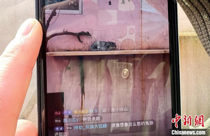 圖為雪豹“奶爸”史壽軍正在直播?！●R銘言 攝