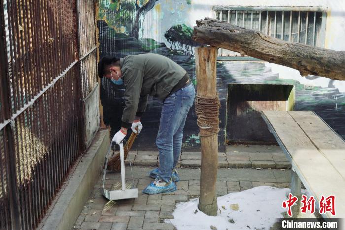 圖為雪豹“奶爸”史壽軍正在打掃豹館衛(wèi)生?！●R銘言 攝