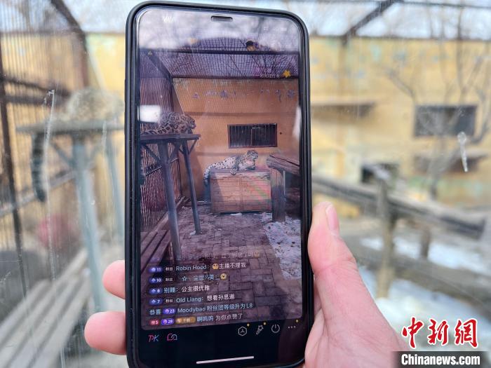 圖為雪豹“奶爸”史壽軍正在直播?！●R銘言 攝