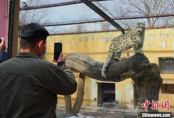 圖為雪豹“奶爸”史壽軍正在直播?！●R銘言 攝
