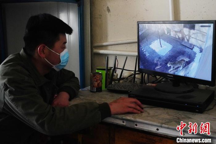 圖為雪豹“奶爸”史壽軍通過監(jiān)控察看雪豹情況?！●R銘言 攝