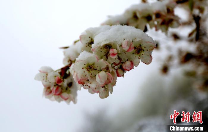 花兒被冰雪覆蓋?！±钣腊?　攝