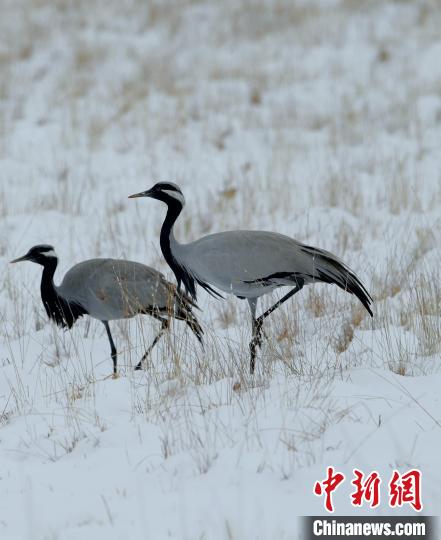 在若爾蓋濕地的蓑羽鶴?！∩袞|機(jī) 攝