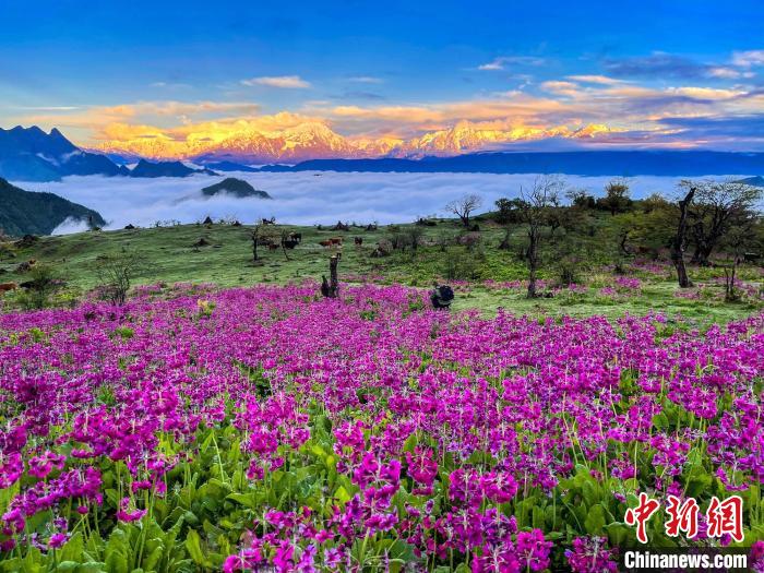 春天的牛背山花海?！∮稳仄?攝