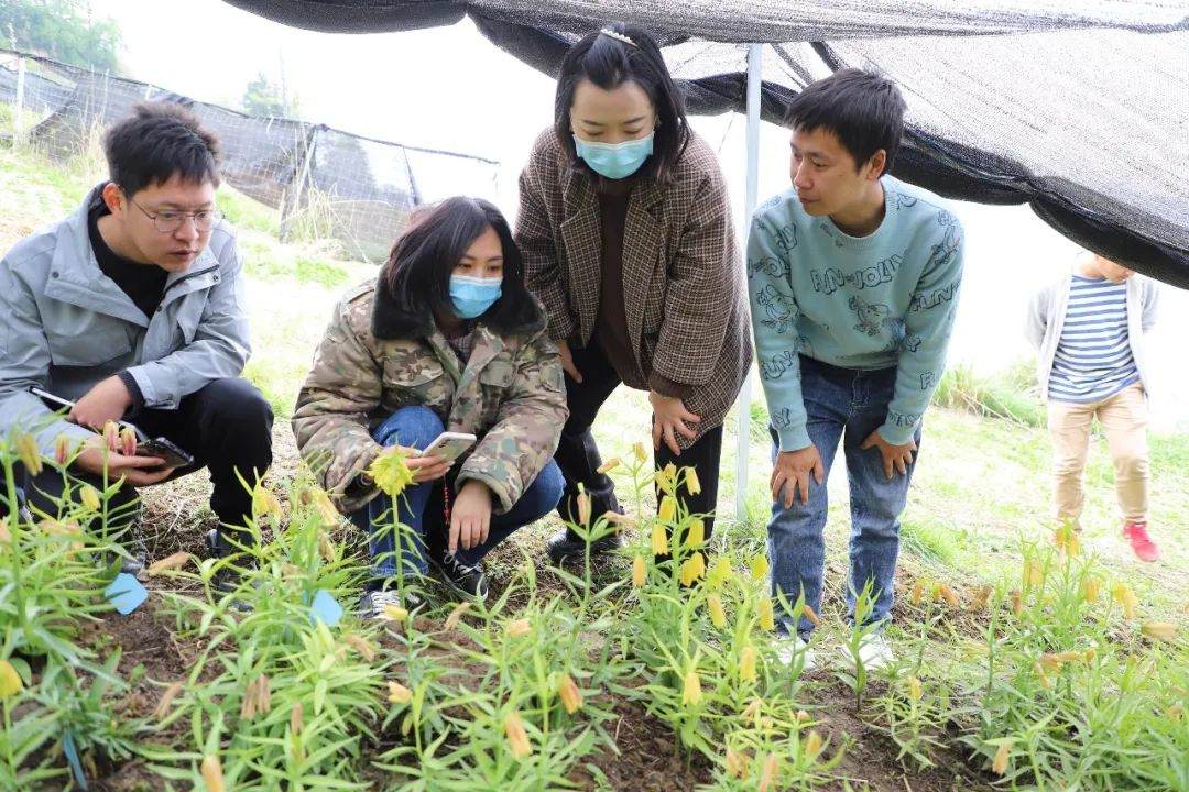 彭州對(duì)口支援工作組隊(duì)項(xiàng)目組查看瓦布貝母種植情況。彭州市宣傳部供圖
