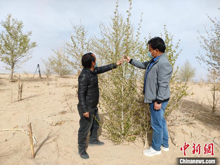 柴達木盆地的護林員：守護，只為那一片綠