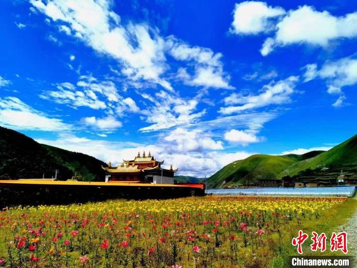 近百畝百合花競(jìng)相開放，景色誘人?！∪捞量h委宣傳部供圖