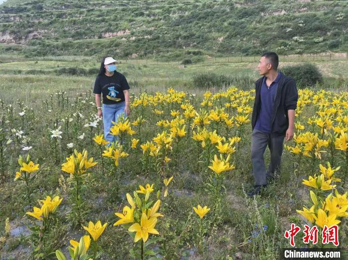 村民采摘百合花?！∪捞量h委宣傳部供圖