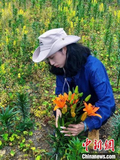 村民采摘百合花?！∪捞量h委宣傳部供圖