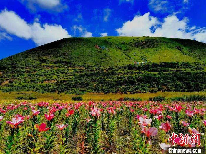 近百畝百合花競(jìng)相開放，景色誘人?！∪捞量h委宣傳部供圖