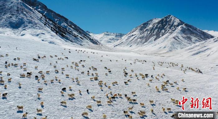 圖為羊群在雪地里覓食?！《继m縣融媒體中心供圖