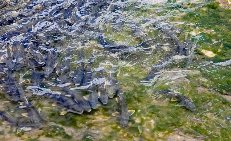青海湖裸鯉（湟魚）洄游。周元峰攝