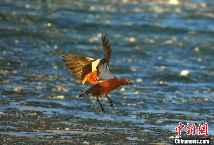 圖為赤麻鴨貼著水面飛行?！“兹斩〔冀?攝