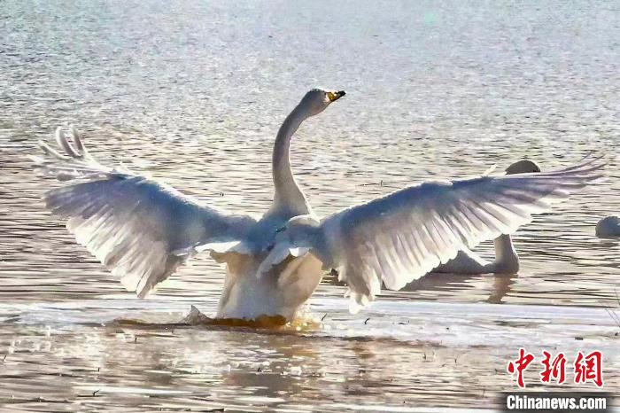 圖為一只大天鵝在水中沐浴?！?yán)桉 攝
