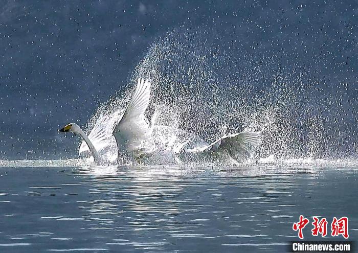 圖為大天鵝在水中嬉戲?！?yán)桉 攝