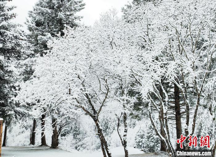 大熊貓國(guó)家公園王朗片區(qū)春雪如畫，宛若仙境。　羅春平 攝